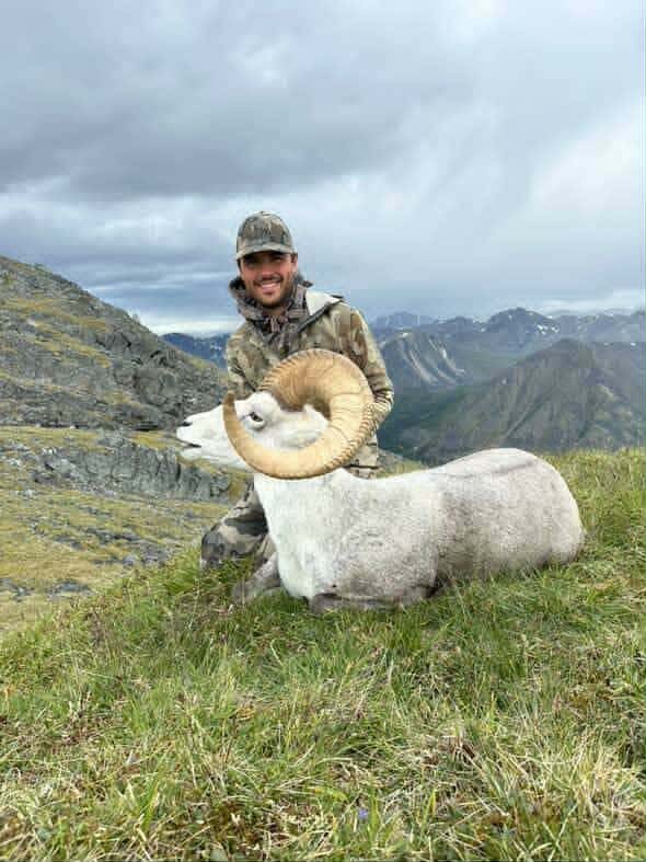 Dall Sheep — Yukon