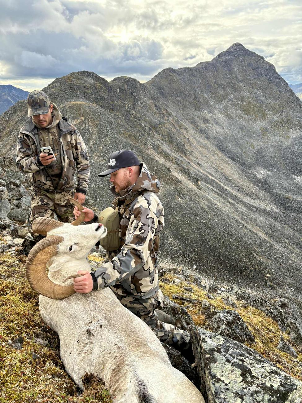 Stone Sheep — Yukon